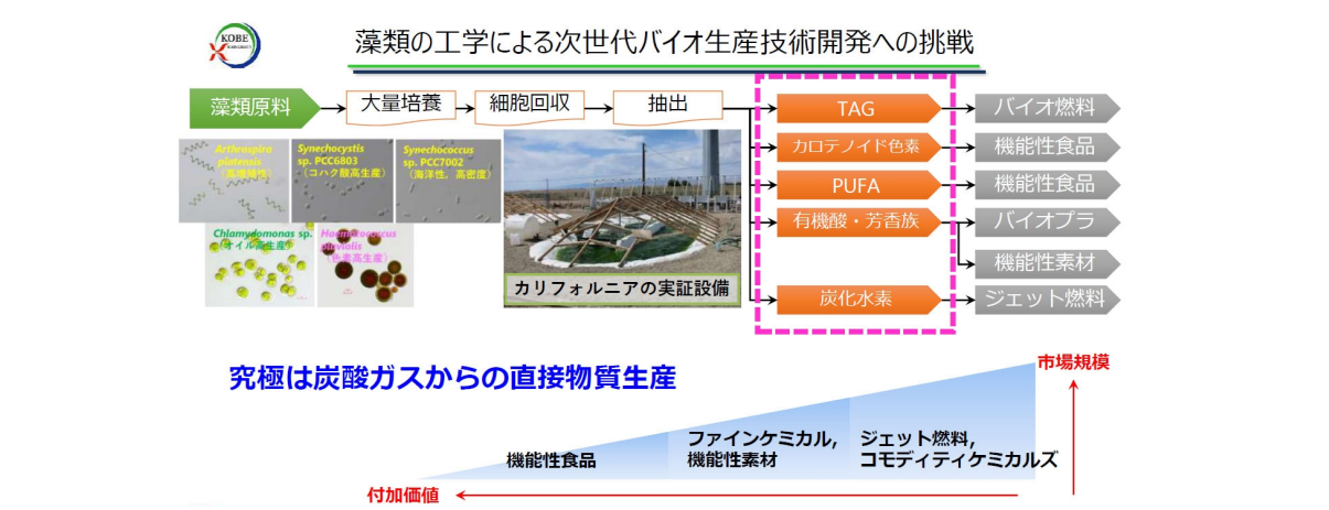 藻類の工学による次世代バイオ生産技術開発への挑戦